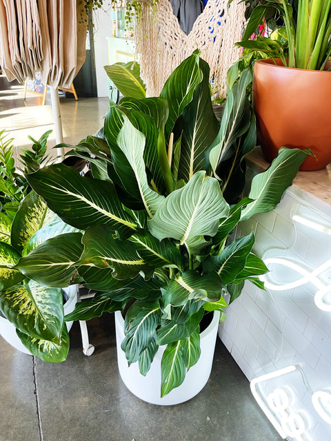 Dieffenbachia Sterling