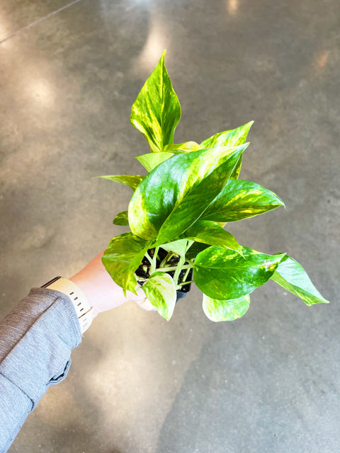 Pothos Golden
