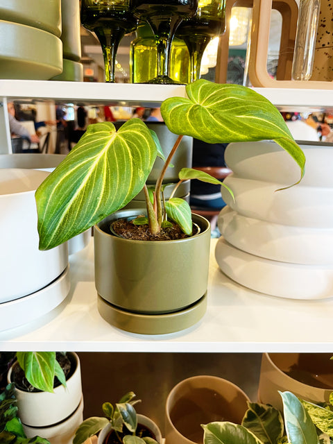 Philodendron Gloriosum