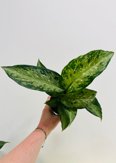 Dieffenbachia Memoria Cursii "Tiki"
