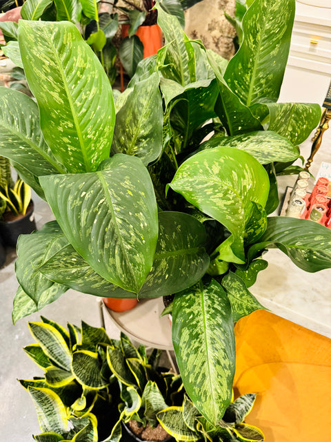 Dieffenbachia Memoria Cursii "Tiki"
