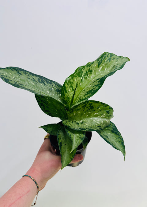 Dieffenbachia Memoria Cursii "Tiki"