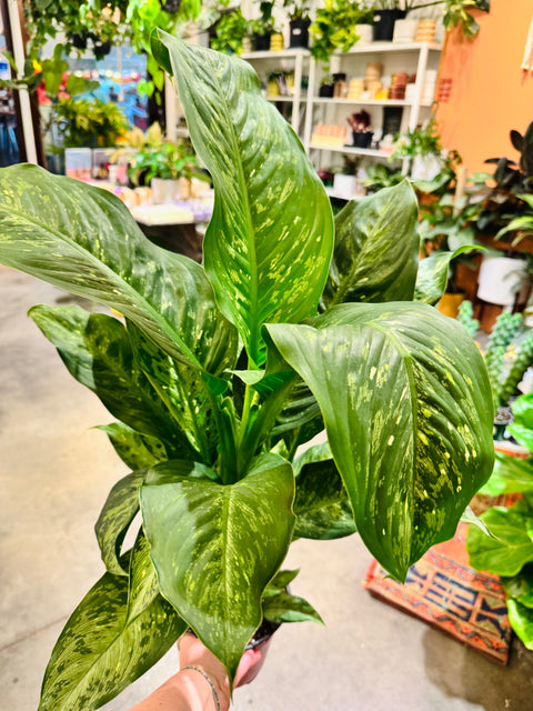 Dieffenbachia Memoria Cursii "Tiki"