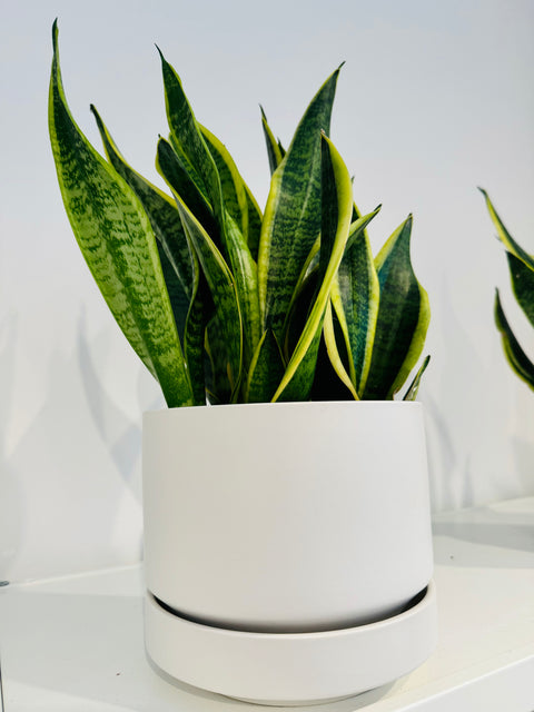 Sanseveria Superba Futura
