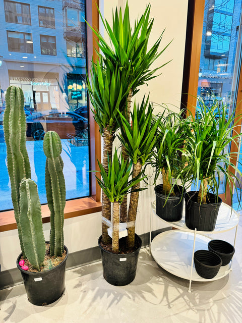 Yucca Cane
