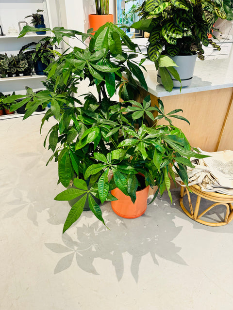 Pachira Money Tree