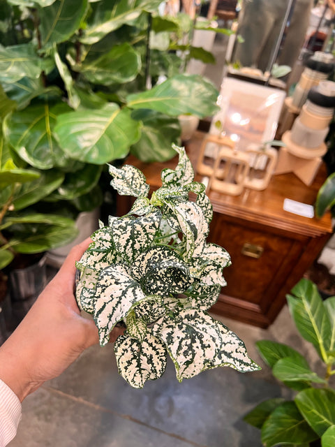 Hypoestes Polka Dot
