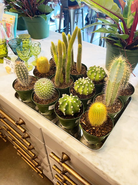Assorted Cactus