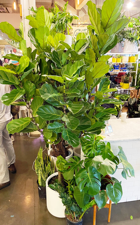 Ficus Lyrata