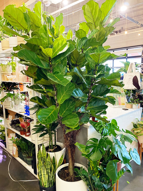 Ficus Lyrata
