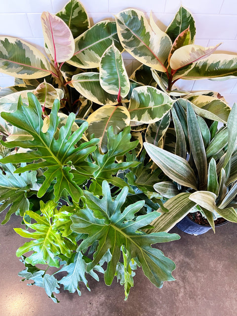 Plant Rental