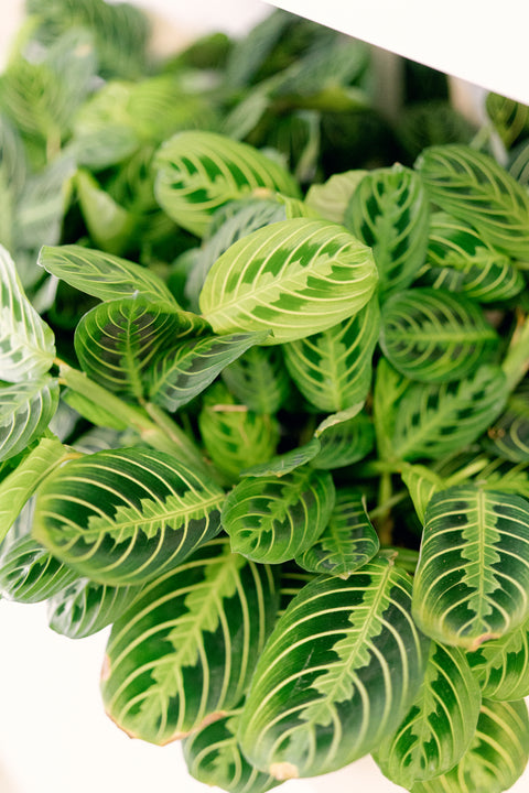 Maranta Lemon Lime