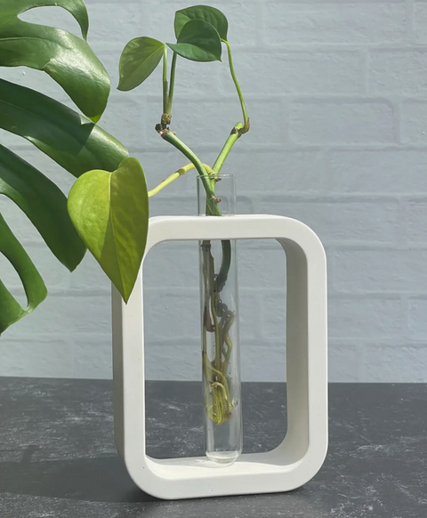 Cement Plant Propagation Vase