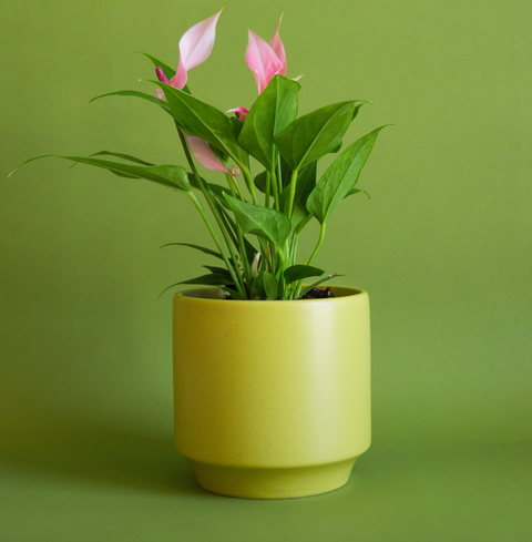 Parker Pot