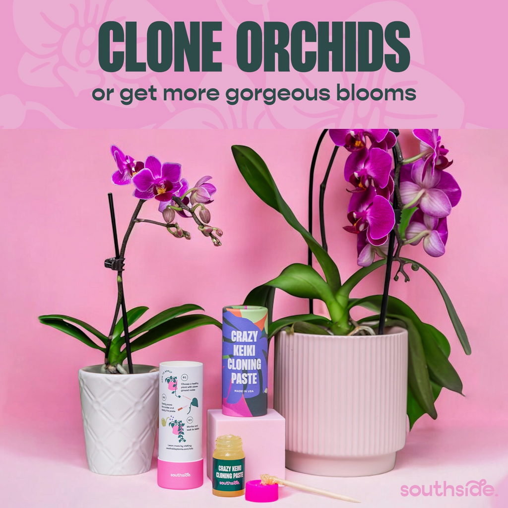 Keiki Cloning Propagation Paste – Jungle & Loom