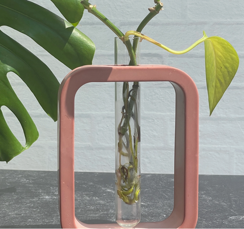 Cement Plant Propagation Vase