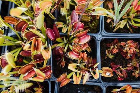 Venus Flytrap | Seed Grow Kit