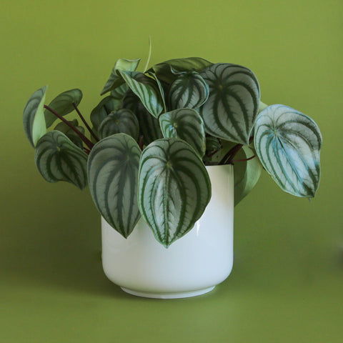 Charlie Pot