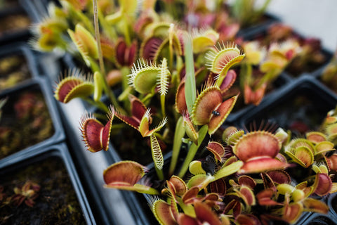 Venus Flytrap | Seed Grow Kit