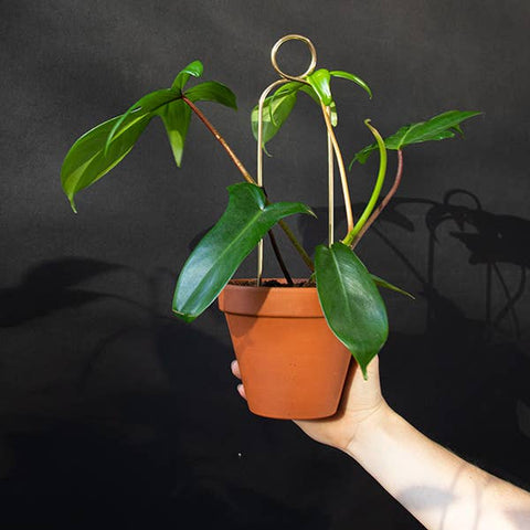Mini Plant Stakes