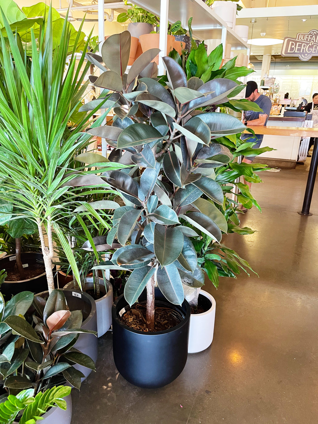burgundy ficus elastica plant pot Ficus Elastica Burgundy