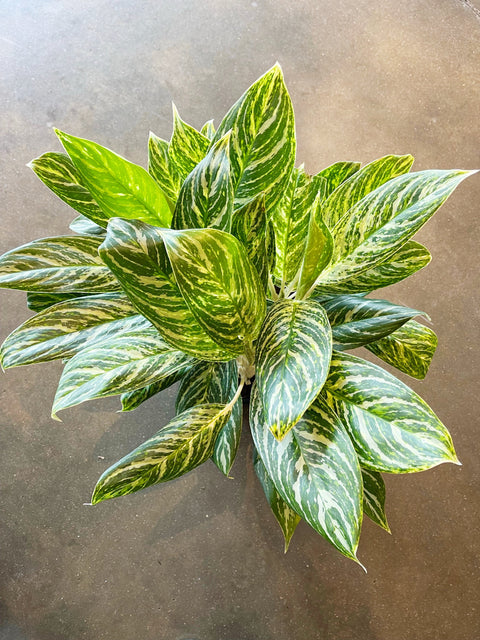 Aglaonema Golden Madonna
