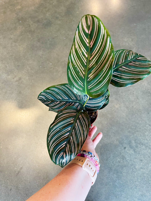 Calathea Ornata