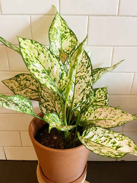Aglaonema Pink Princess Etta Rose