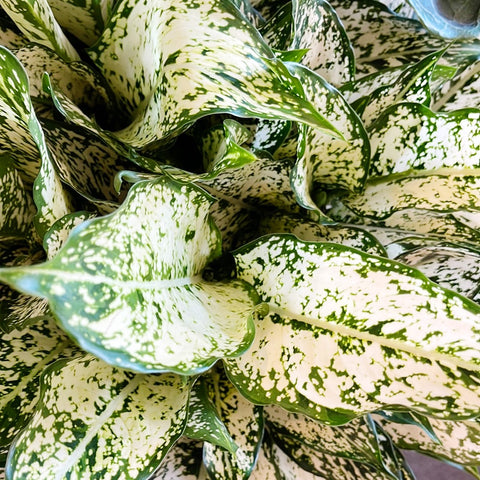 Aglaonema Spring Snow