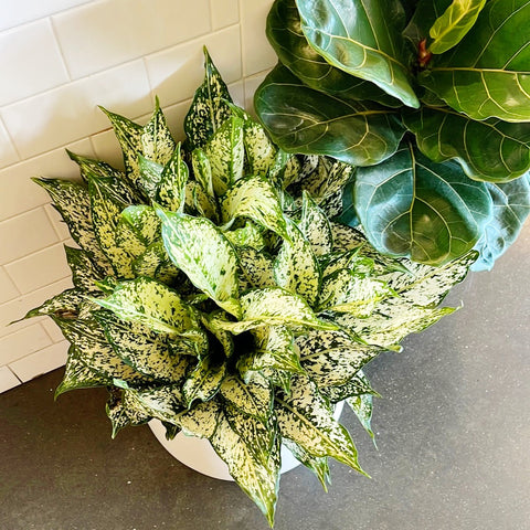 Aglaonema Spring Snow