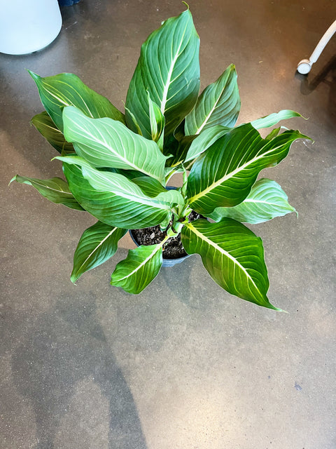 Dieffenbachia Sterling