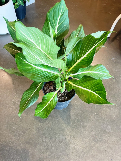 Dieffenbachia Sterling