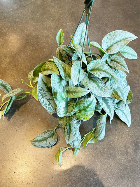 Scindapsus Exotica
