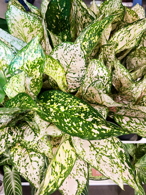 Aglaonema Pink Princess Etta Rose