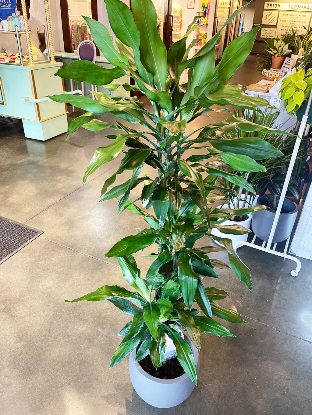 dracaena janet lind care Dracaena Lind Cane – Jungle & Loom