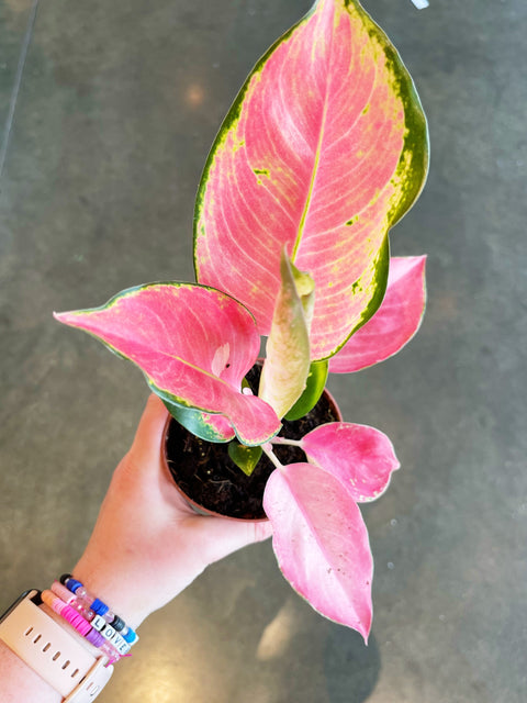 Aglaonema Pink Pearl