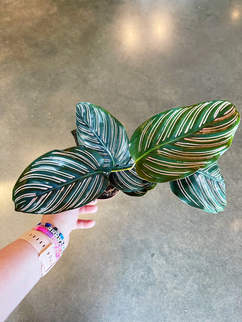 Calathea Ornata