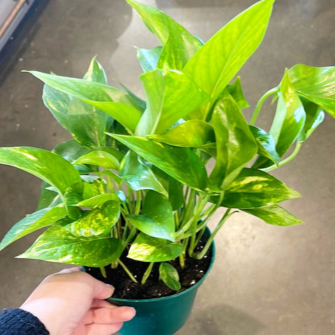 Pothos Golden