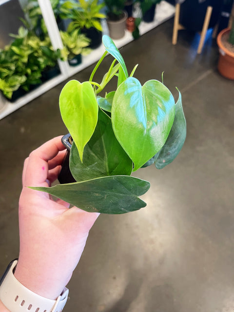 Philodendron Cordatum