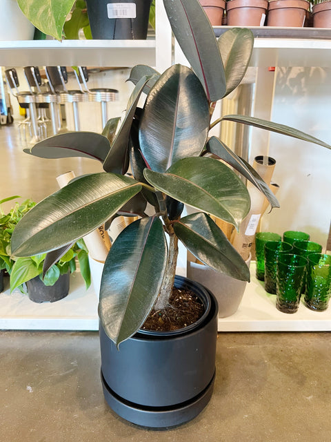 Ficus Elastica Burgundy