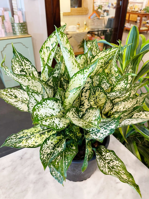 Aglaonema Spring Snow