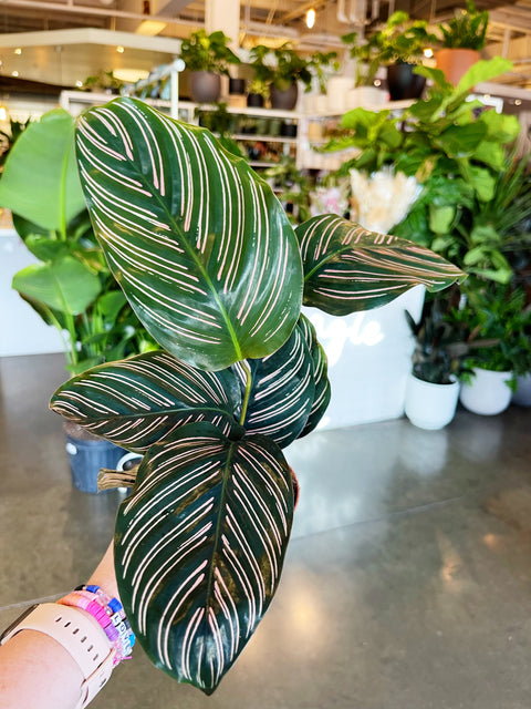 Calathea Ornata