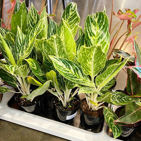 Aglaonema Golden Madonna
