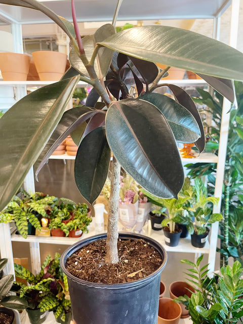 Ficus Elastica Burgundy