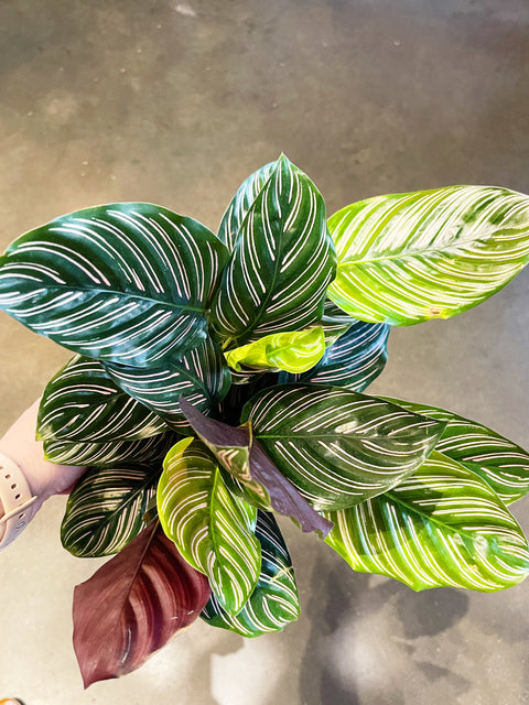 Calathea Ornata