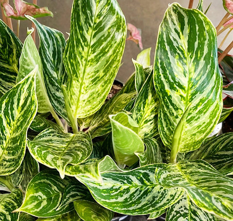 Aglaonema Golden Madonna
