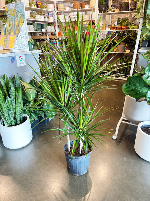 Dracaena Marginata Cane