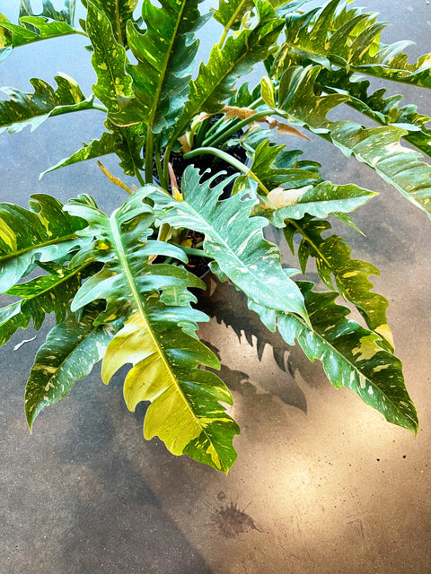 Philodendron Ring of Fire