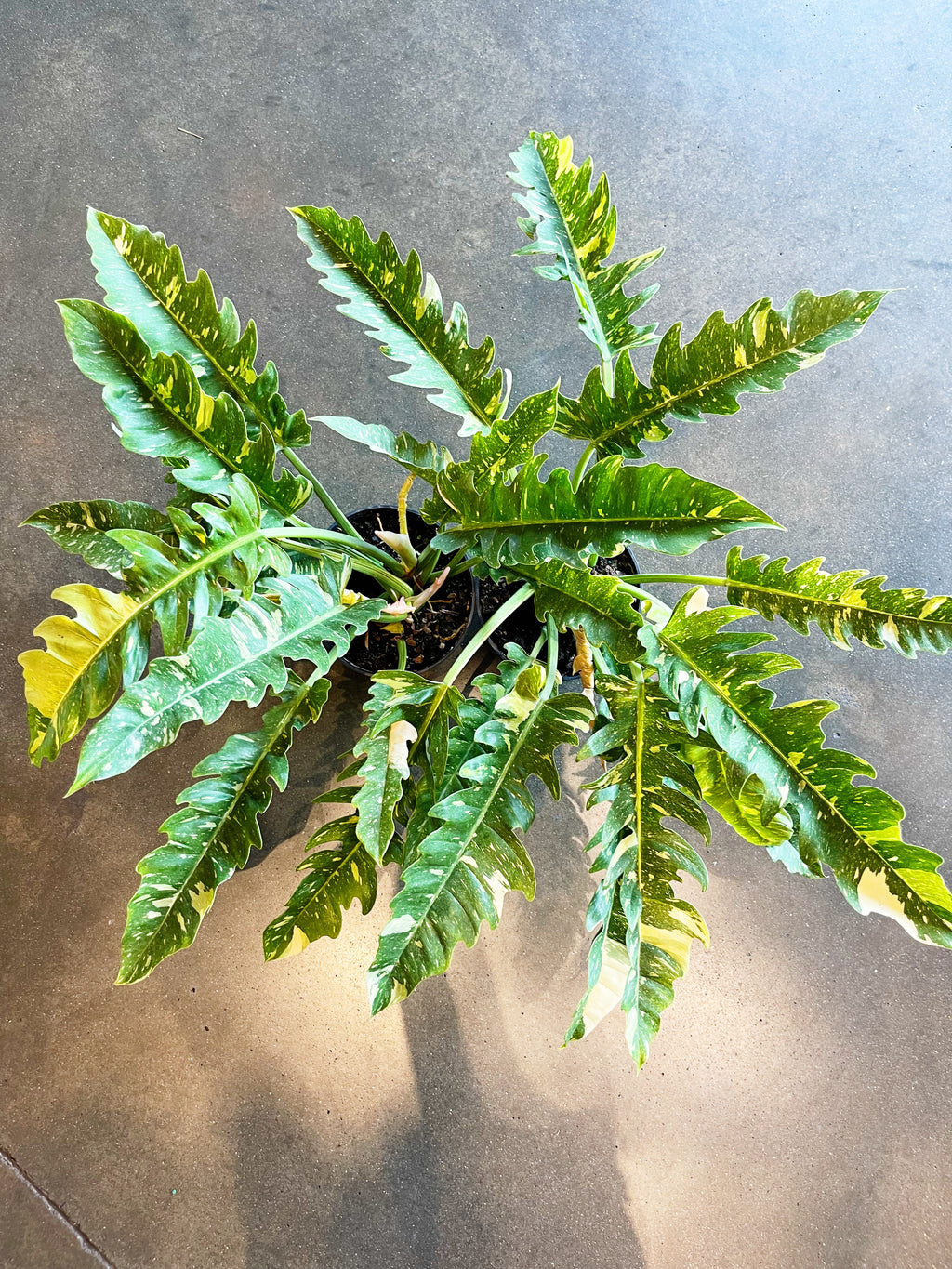 Philodendron Ring of Fire – Jungle & Loom