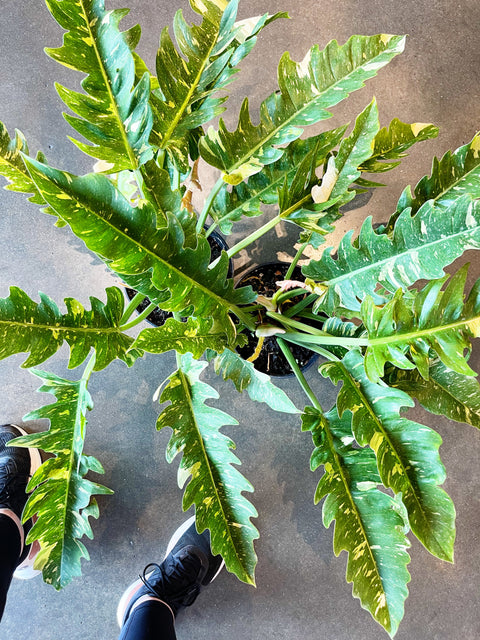 Philodendron Ring of Fire